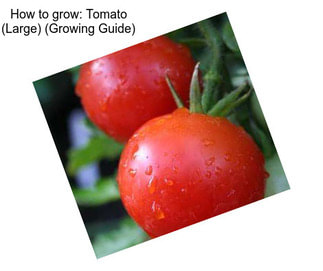 How to grow: Tomato (Large) (Growing Guide)