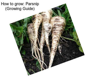 How to grow: Parsnip (Growing Guide)