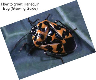 How to grow: Harlequin Bug (Growing Guide)