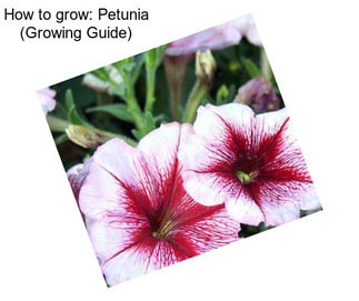 How to grow: Petunia (Growing Guide)