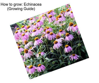 How to grow: Echinacea (Growing Guide)