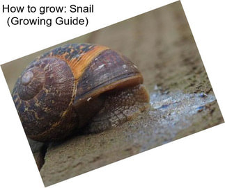 How to grow: Snail (Growing Guide)