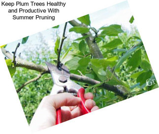 Keep Plum Trees Healthy and Productive With Summer Pruning