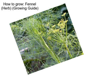 How to grow: Fennel (Herb) (Growing Guide)