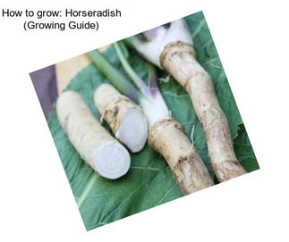 How to grow: Horseradish (Growing Guide)