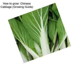 How to grow: Chinese Cabbage (Growing Guide)