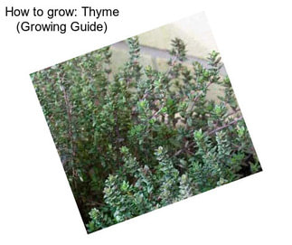 How to grow: Thyme (Growing Guide)