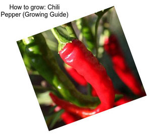 How to grow: Chili Pepper (Growing Guide)