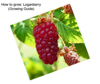 How to grow: Loganberry (Growing Guide)