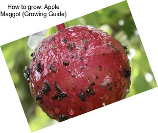 How to grow: Apple Maggot (Growing Guide)