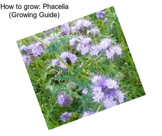 How to grow: Phacelia (Growing Guide)