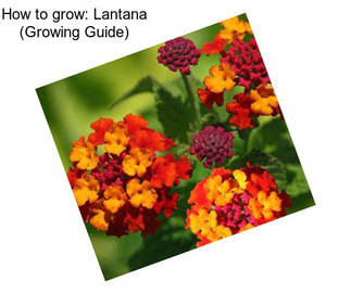 How to grow: Lantana (Growing Guide)