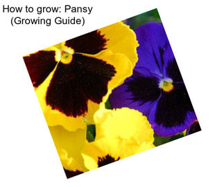 How to grow: Pansy (Growing Guide)