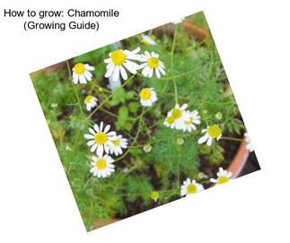 How to grow: Chamomile (Growing Guide)