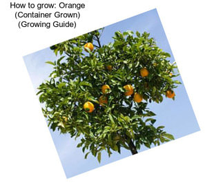 How to grow: Orange (Container Grown) (Growing Guide)