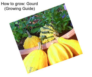 How to grow: Gourd (Growing Guide)