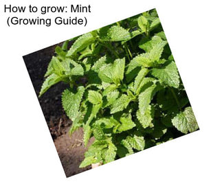 How to grow: Mint (Growing Guide)