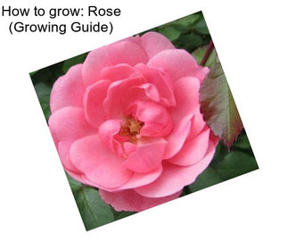 How to grow: Rose (Growing Guide)