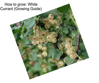 How to grow: White Currant (Growing Guide)