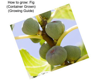 How to grow: Fig (Container Grown) (Growing Guide)