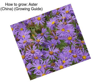 How to grow: Aster (China) (Growing Guide)