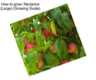 How to grow: Nectarine (Large) (Growing Guide)