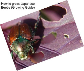 How to grow: Japanese Beetle (Growing Guide)
