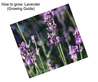 How to grow: Lavender (Growing Guide)