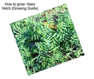 How to grow: Hairy Vetch (Growing Guide)