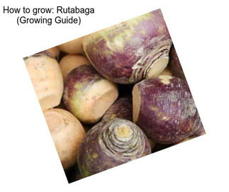 How to grow: Rutabaga (Growing Guide)