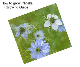 How to grow: Nigella (Growing Guide)