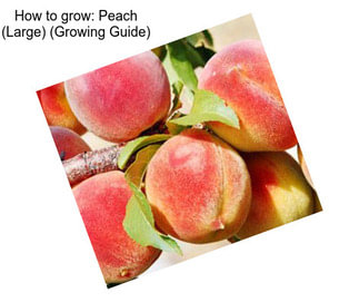 How to grow: Peach (Large) (Growing Guide)