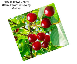 How to grow: Cherry (Semi-Dwarf) (Growing Guide)