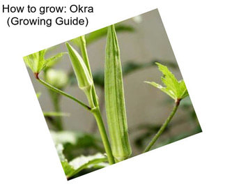 How to grow: Okra (Growing Guide)