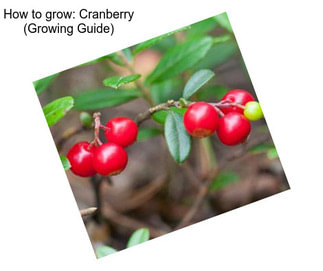 How to grow: Cranberry (Growing Guide)