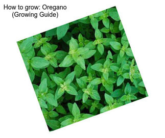 How to grow: Oregano (Growing Guide)