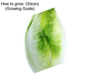 How to grow: Chicory (Growing Guide)