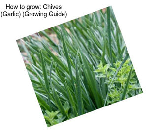 How to grow: Chives (Garlic) (Growing Guide)