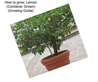 How to grow: Lemon (Container Grown) (Growing Guide)