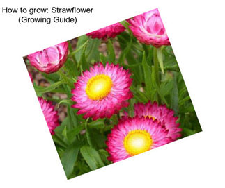 How to grow: Strawflower (Growing Guide)