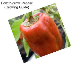 How to grow: Pepper (Growing Guide)