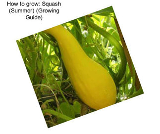 How to grow: Squash (Summer) (Growing Guide)