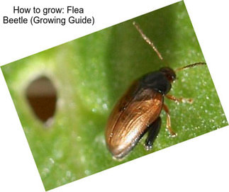 How to grow: Flea Beetle (Growing Guide)