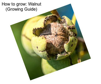 How to grow: Walnut (Growing Guide)