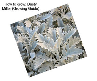 How to grow: Dusty Miller (Growing Guide)