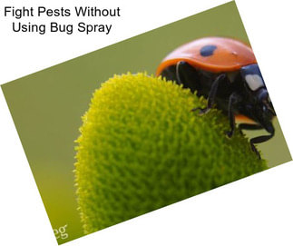 Fight Pests Without Using Bug Spray