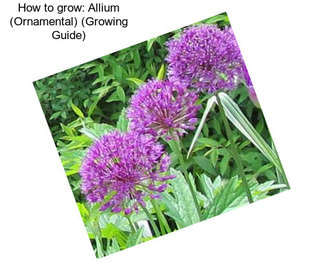 How to grow: Allium (Ornamental) (Growing Guide)