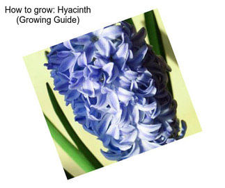 How to grow: Hyacinth (Growing Guide)