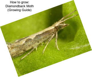 How to grow: Diamondback Moth (Growing Guide)