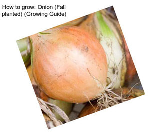 How to grow: Onion (Fall planted) (Growing Guide)